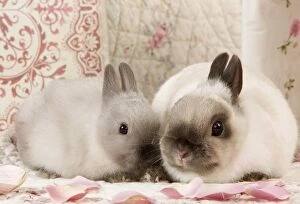 Bunnies Gallery: Dwarf Rabbits