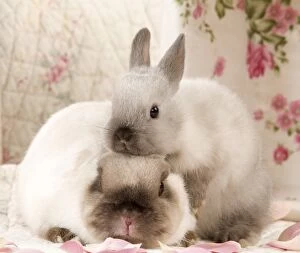 Images Dated 27th February 2012: Dwarf Rabbits