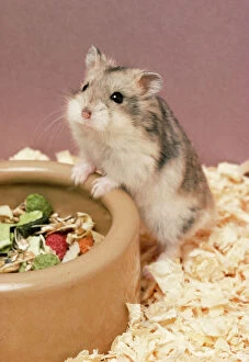Bowls Collection: Dwarf Russian Hamster