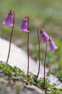 Images Dated 21st December 2005: Dwarf Snowbells - Alpine flower Austian Alps
