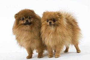 Images Dated 11th March 2006: Dwarf Spitz / Pomeranian. Also know as Spitz nain