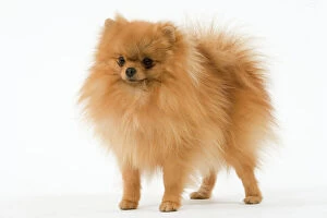 Images Dated 11th March 2006: Dwarf Spitz / Pomeranian. Also know as Spitz nain