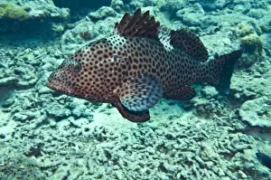 Grouper Prints: Dwarf Spotted Grouper - Fiji
