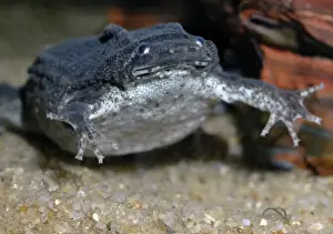 Amphibia Prints: Dwarf Surinam Toad, South America