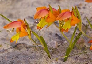 Images Dated 8th September 2007: Dwarf wild Gladiolus, Gladiolus alatus, in the Cederberg Mountains, Cape, South Africa