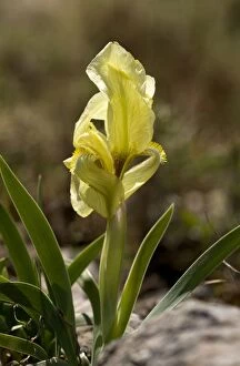 Images Dated 1st April 2012: Dwarf Wild Iris