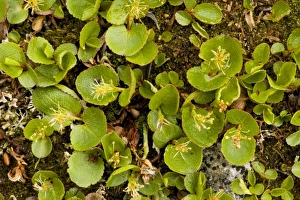 Images Dated 15th July 2006: Dwarf Willow