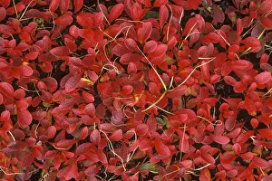 Willows Prints: Dwarf Willow in Autumn colour - October - Jasper National Park - Alberta - Canada