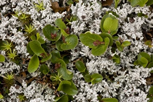 Images Dated 13th July 2006: Dwarf willow (Salix herbacea) in arctic tundra, Norway