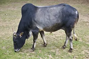 Dwarf Zebu - A development of the sacred cattle of India with the characteristic hump over shoulder
