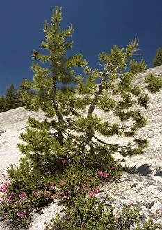 Images Dated 3rd July 2005: Dwarfed Lodgepole Pine - with Newberry Penstemon on granite. in Yosemite National Park, USA