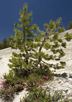 Penstemon Prints: Dwarfed Lodgepole Pine - with Newberry Penstemon on granite