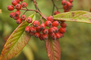 Images Dated 1st October 2007: Dwarfmedlar Berries in autumn
