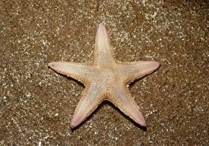 Dwg-341 Burrowing Starfish-On Sand