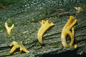 DWG-523 Yellow / Antler Fungus