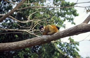 DWN-178 Red-backed Squirrel Monkey - sits on branch