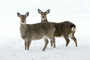 Dybowskis / Sika Deer - two does alert on snow covered field in winter Dybowskis / Sika Deer - two does alert on snow covered field in winter