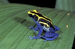 Dyeing Poison Arrow / Dart Frog (Dendrobates tinctorius)