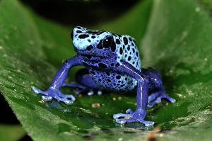 Frogs Gallery: Dyeing Poison Dart Frog Blue Poison Dart Frog