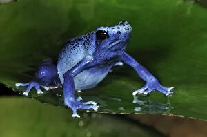 Images Dated 15th February 2008: Dyeing Poison Dart Frog Blue Poison Dart Frog - Surinam