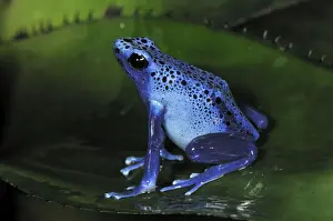 Poisonous Prints: Dyeing Poison Dart Frog Blue Poison Dart Frog - Surinam