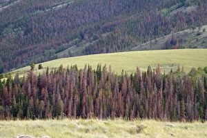Invasive Gallery: Dying and dead trees from Bark Beetle that has