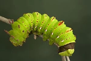 Eacles penelope Moth - Caterpillar - The caterpillar