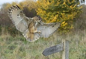 Images Dated 6th November 2010: Eagle Owl