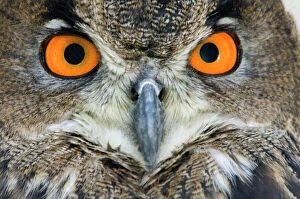 Orange Collection: Eagle owl - Adult