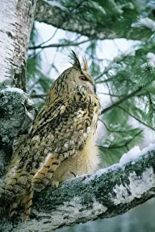 Owls Prints: Eagle Owl - adult on Birch Tree in forest of Ural Mountains - Russia - winter