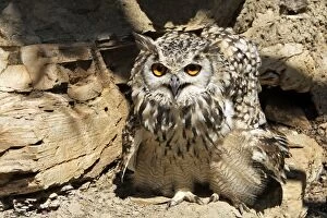 Images Dated 8th July 2006: Eagle Owl Bengal / Indian Eagle Owl