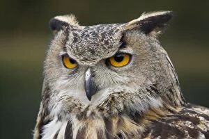 Images Dated 10th March 2007: Eagle Owl - Cloce up of head - Norfolk UK