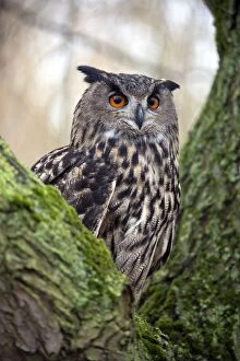 Images Dated 23rd January 2010: Eagle Owl - close up - perched in tree - taken