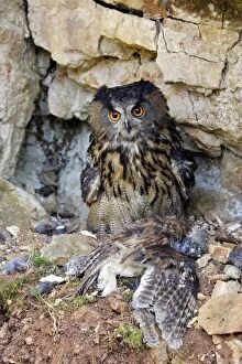 Images Dated 13th March 2007: Eagle Owl with Eurasian Tawny Owl (Strix aluco) as a prey