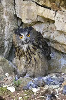 Eagle Owl - with Eurasian Tawny Owl (Strix aluco) as a prey Family : Strigides