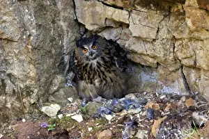 Eagle Owl - with Eurasian Tawny Owl (Strix aluco) as a prey Family : Strigides
