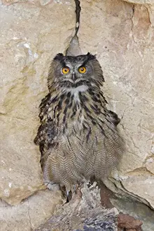 Rapace Prints: Eagle Owl Order : Strigiformes Familly : Strigides