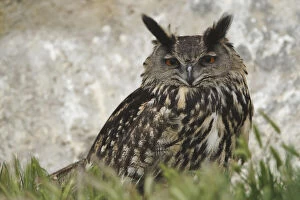 Eagle Owl, Parc Ornithologique de Pond de