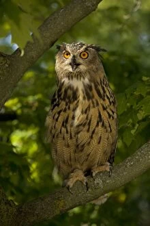 Images Dated 18th August 2008: Eagle Owl - Perched on branch - Europe