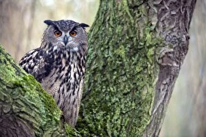 Images Dated 23rd January 2010: Eagle Owl - perched in tree