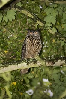Images Dated 8th May 2005: Eagle Owl - Perched in tree - in the area for two years