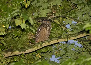 Eagle Owl - Perched in tree - in the area for two years - Norfolk UK