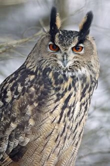 Images Dated 29th January 2005: Eagle Owl - Portrait, in winter. Lower Saxony, Germany