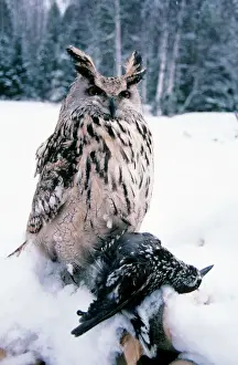 Owls Prints: Eagle Owl - with prey - forest glade of Ural Mountains - Russia - winter snow
