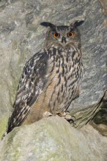 Images Dated 18th February 2007: Eagle Owl - sitting on boulder, Bavaria, Germany