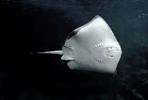 Eagle Ray - underside