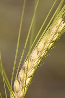 Images Dated 16th July 2005: Ear of Barley