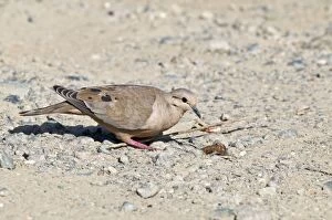 Eared dove - female on stony ground
