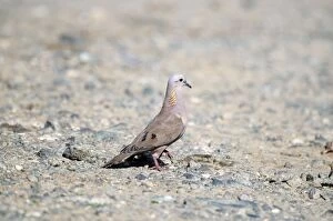 Eared dove - male on stony ground