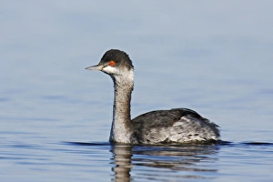Eared Grebe